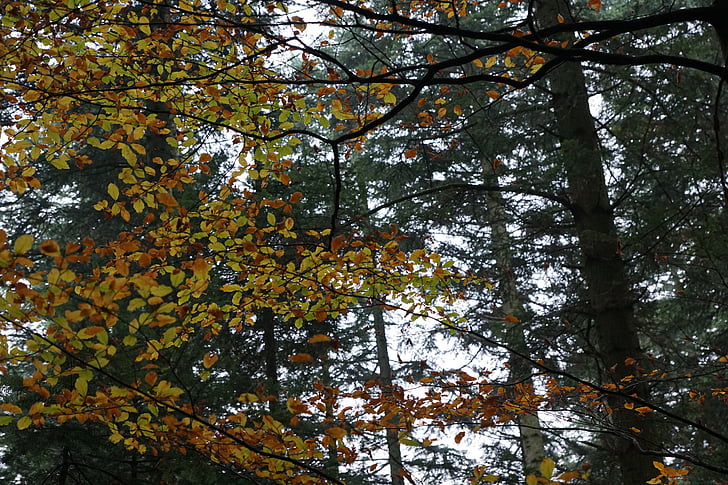 Осінь, ліс, дерево, жовтий, золото