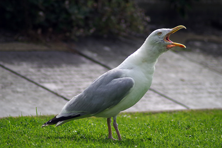 seagull, noisy, gull, squawk, squawking, nuisance, open