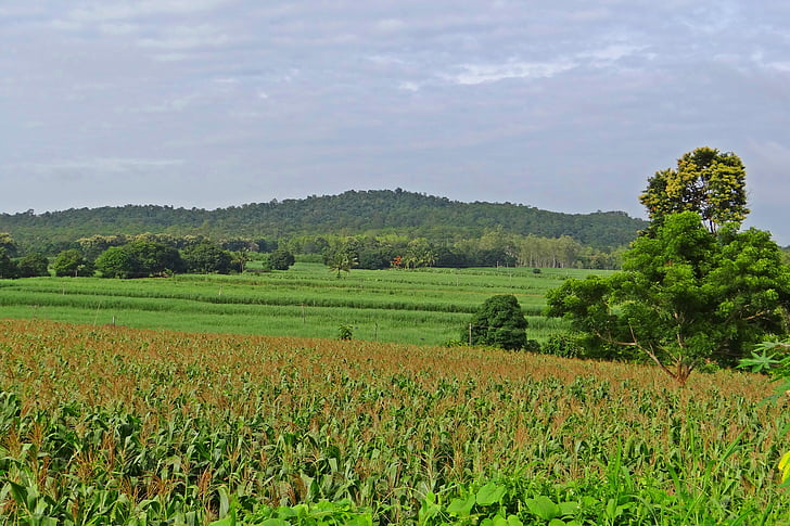 kukurūzų laukas, kalvos, kraštovaizdžio, Vakarų Ghaty, Karnataka, Indija