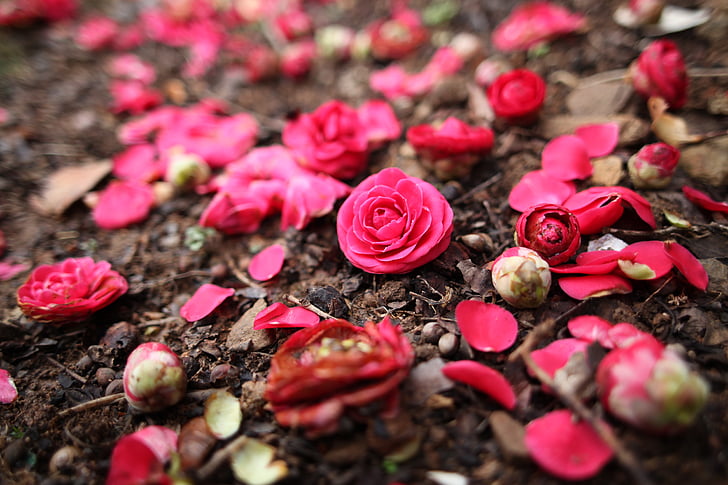 forår, blomster, Camellia, Camellia blomst, natur, lyserød farve, friskhed
