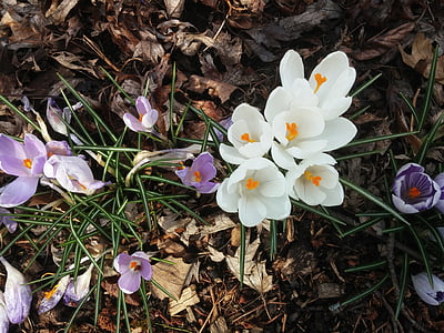 Blumen, Frühling, Krokusse