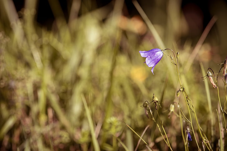 kolo kadeřavou bellflower, Campanula rotundifolia, květ, modrá, špičaté květina, Příroda, květ