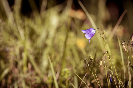 bellflower de fulla rodona, Campanula rotundifolia, flor, blau, flor punxegut, natura, flor