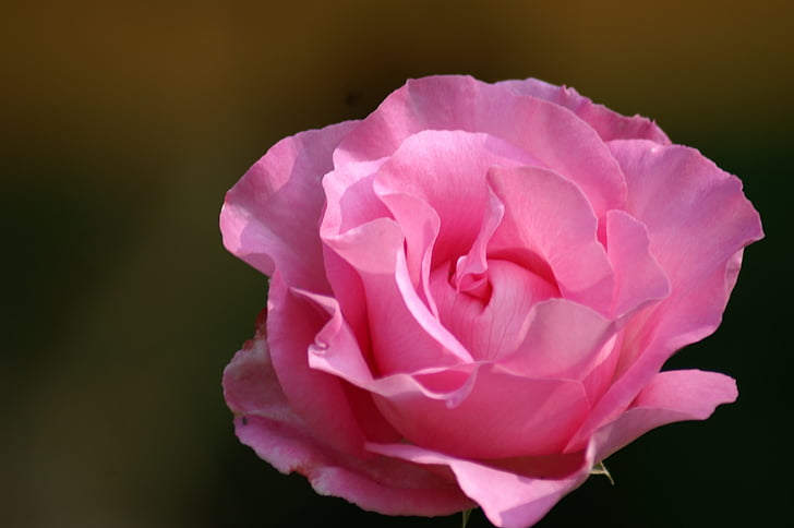 merah muda, bunga, bunga merah muda, Taman, alam, rosebush, Cinta