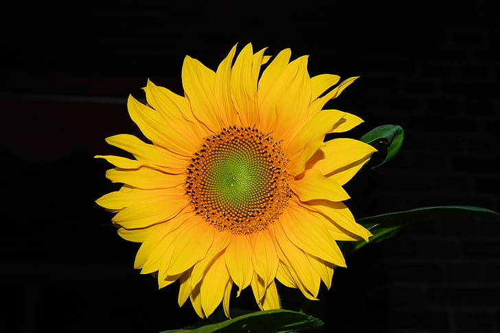 květ, Bloom, Sun flower, žlutá, květ, léto, závod