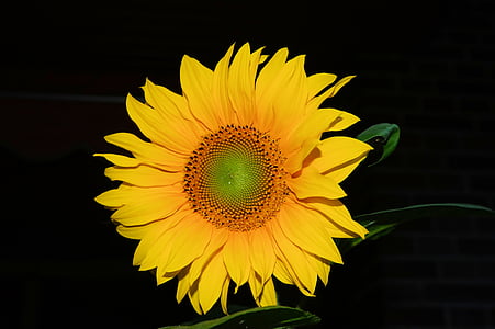õis, Bloom, Sun flower, kollane, lill, suvel, taim