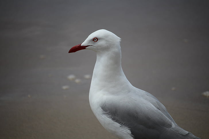 seagull, bird, seabird, wildlife, animal, beach, gull