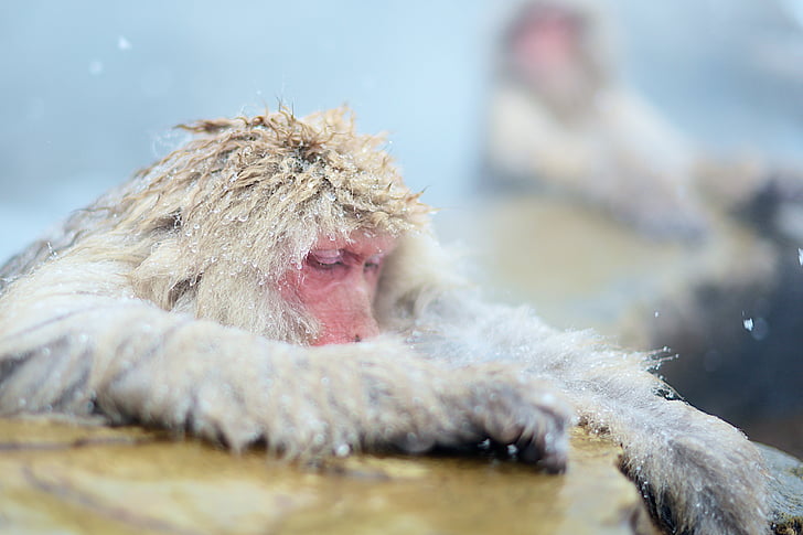 małpa, APE, relaksujący, w kąpieliskach, śnieg, zimowe, zimno