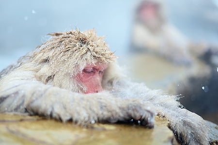 猴子, 猿, 放松, 洗澡, 雪, 冬天, 感冒