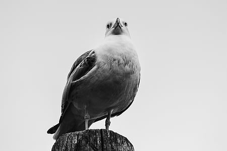 escala de grises, Fotografía, Seagull, pájaro, madera, animal, mascota