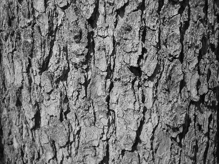 écorce d’arbre, écorce, arbre, texture, noir et blanc, noir blanc, nature