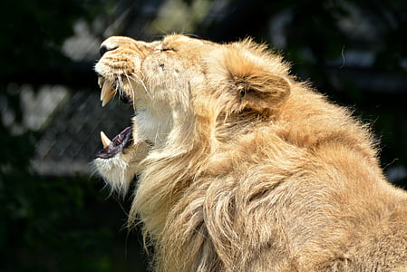 lejon, djur, däggdjur, Predator, Feline, gäspning, tänder