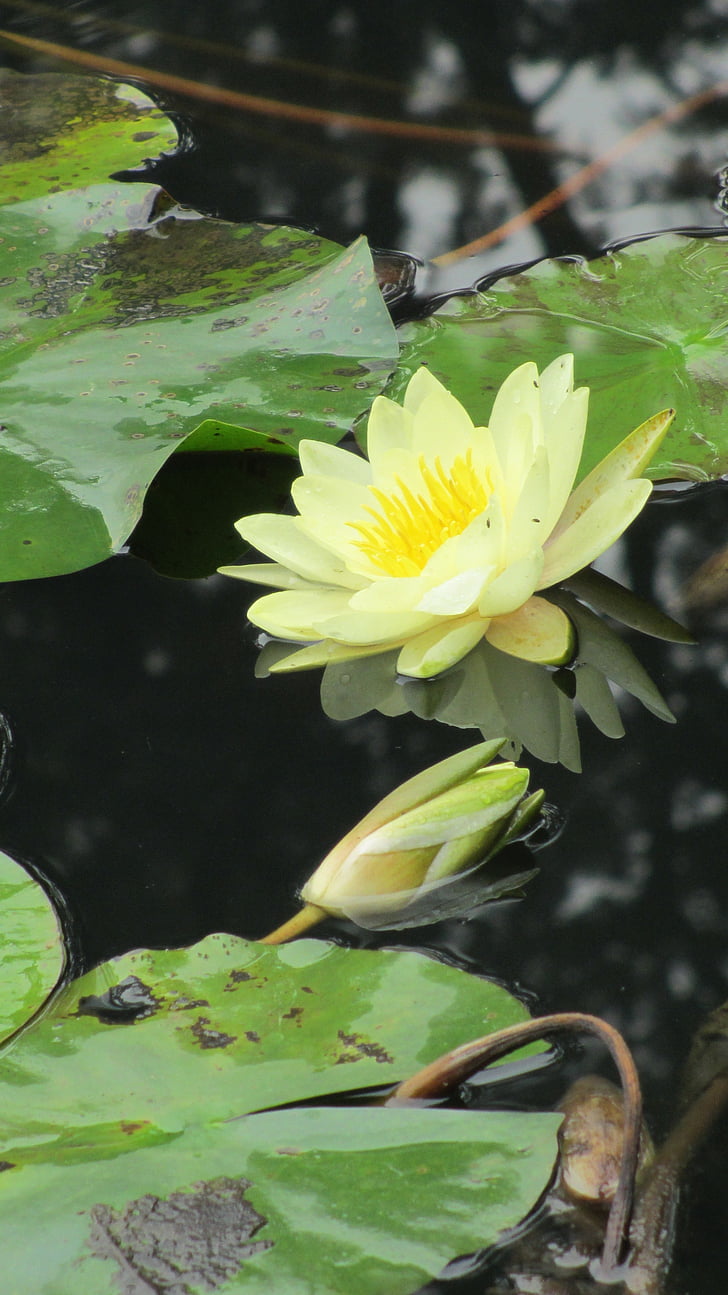 Lotus, pool, Sichuan universitet, näckros, naturen, dammen, blomma