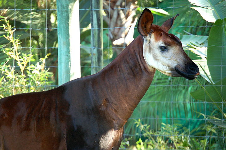 okapi, animal, brown, white, stripes, hoofed, zoo