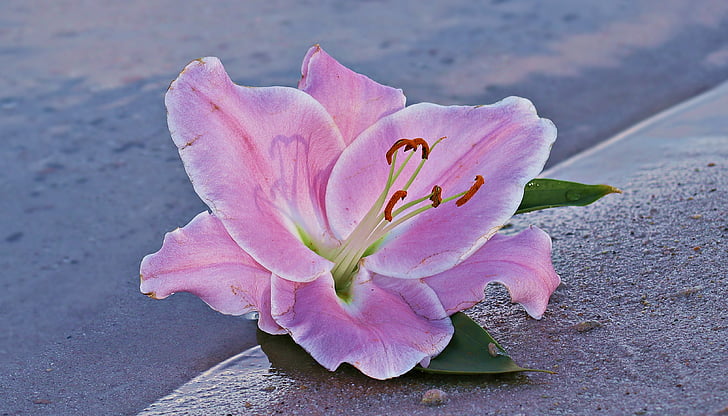 Lily, blomst, Blossom, Bloom, vand, sand, Beach