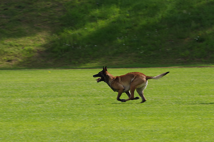 belgian shepherd malinois, dog, running, competition