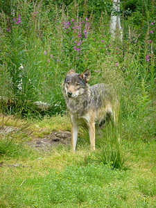 Wolf, rovdyr, arten af de, jæger, kjøttspiser, græs
