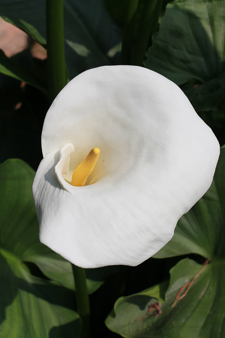Calla, květ, Bloom, bílá, květ, závod, Příroda