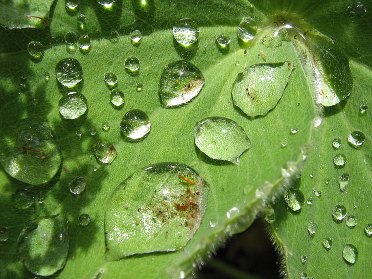 goccia d'acqua, pianta, foglia, pioggia, effetto loto