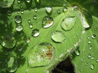 goutte d’eau, plante, feuille, pluie, effet Lotus