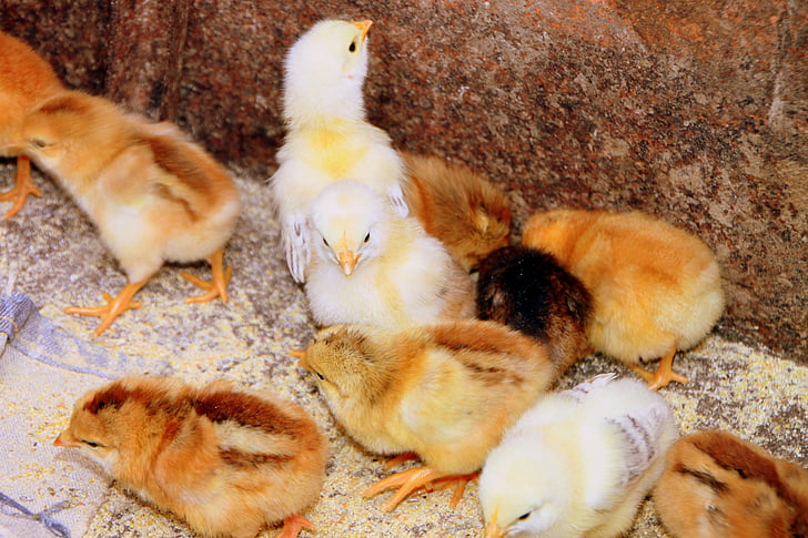 kyckling, kycklingar, utfodring, höna, mor, fjäderfä, fåglar