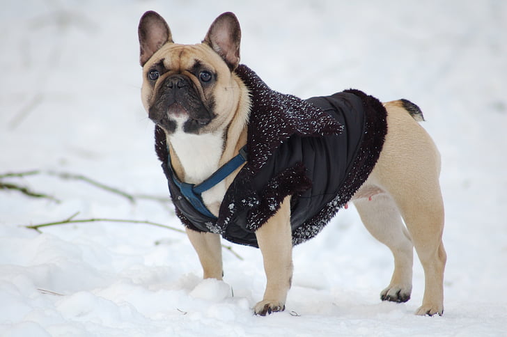 bulldog, hund, sne