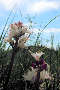 Vestido de fiebre, flores, estambres, Bud, planta del pantano, conservación de la naturaleza, Blanco
