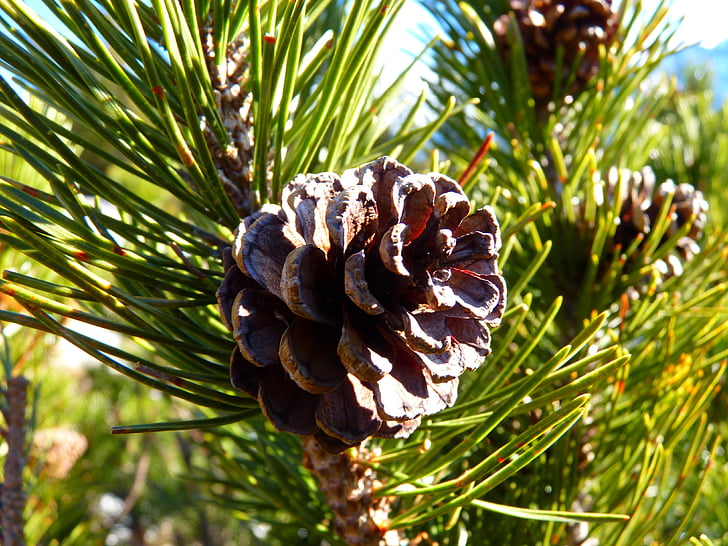 Pinus mugo, torneira, Pinheiro, natureza