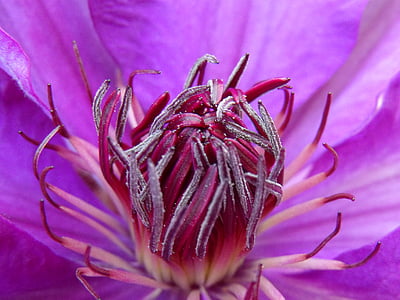 clematis, blossom, bloom, bud, flower, purple, close
