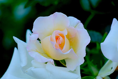 Rosa, blanc, flor, flor, Rosa blanca, flor, natura