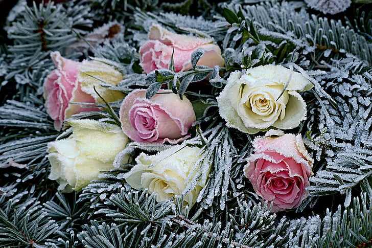 gėlės, rožės, eglės, gulėti, žiemą, ledinis, gėlė