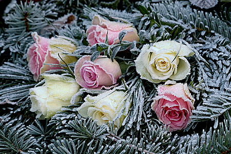 fleurs, roses, sapins, couché, hiver, Frosty, fleur