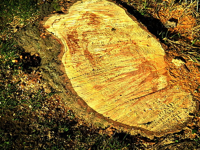 tree, log, bark, like, annual rings, sawdust