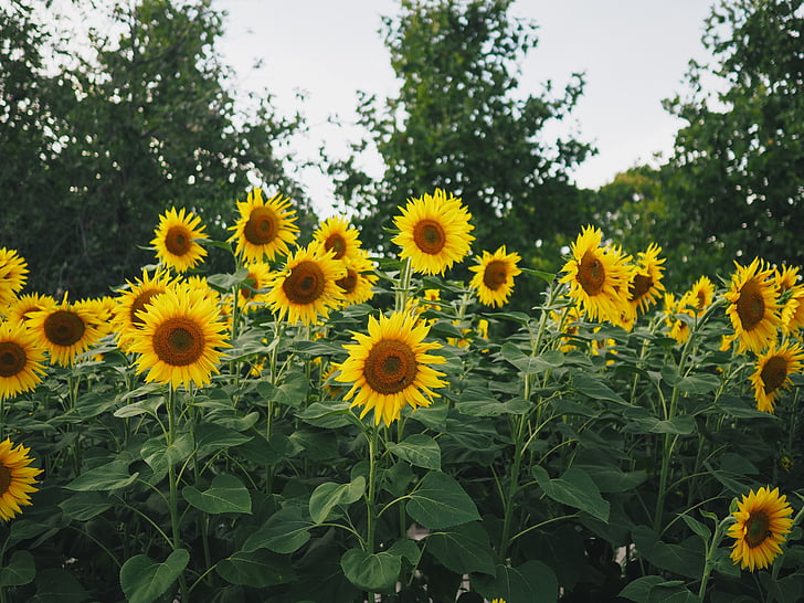 bunga matahari, kuning, kelopak, bidang, pertanian, Taman, alam