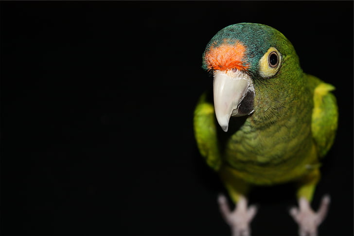 focus, photography, green, bird, parrot, one animal, black background