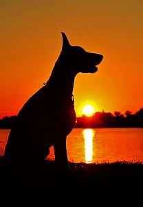 Dobermanas, siluetas, saulėtekio, sėdi, šuo, dienos s, prie ežero