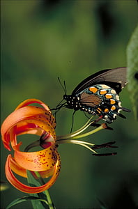 pipevine swallowtail butterfly, insect, turks cap lily, flower, bloom, plant, nectar