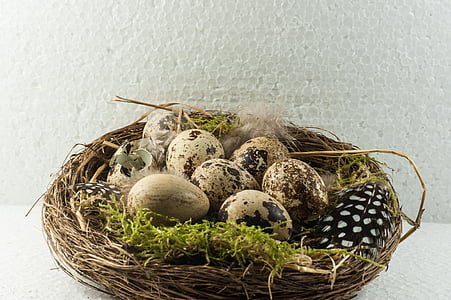 Vogelnest, vogel eieren, scrim, nest