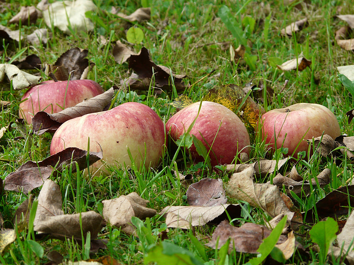 แอปเปิ้ล, ทุ่งหญ้า, การเก็บเกี่ยว, เลือก, หล่น, ออร์ชาร์ด, ผลไม้