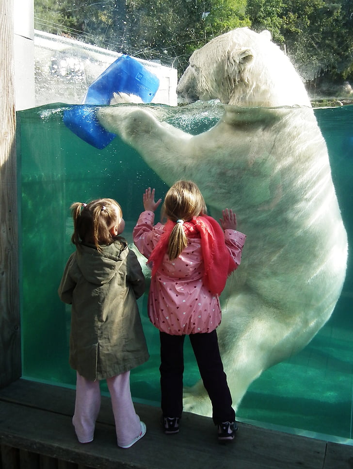 ours polaire, grande, blanc, enfants, Comparaison de, Comparaison de taille, gens