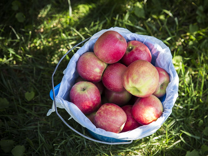 manzanas, cesta, fruta, alimentos, naturaleza, verde, rojo