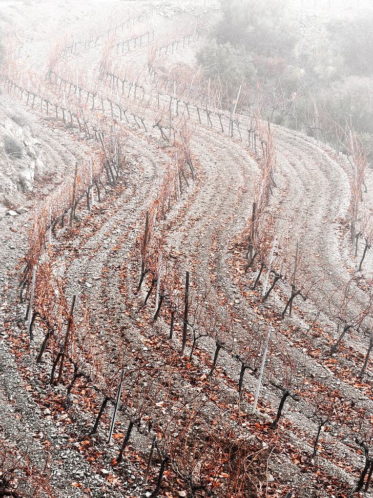 wijngaard, curven, mist, herfst, Priorat, winter, natuur