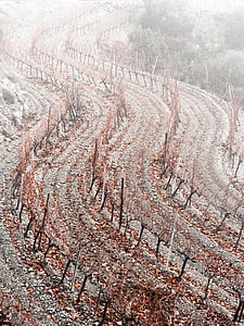 vinice, křivky, mlha, podzim, Priorat, Zimní, Příroda
