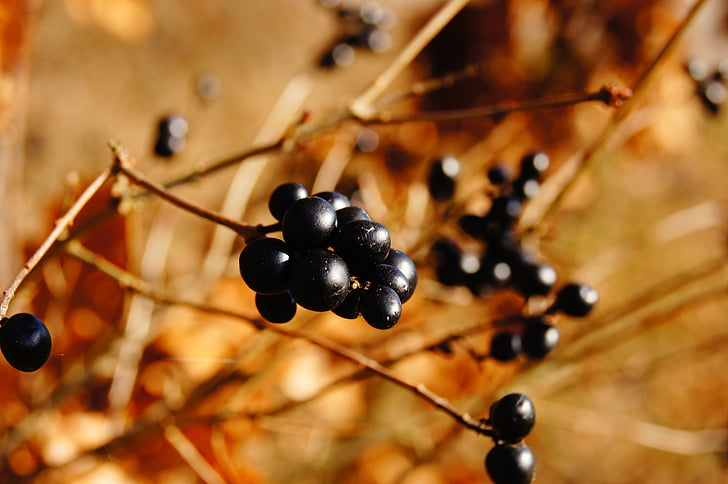 Berry, alam, musim gugur, Bush, hitam, buah, daun