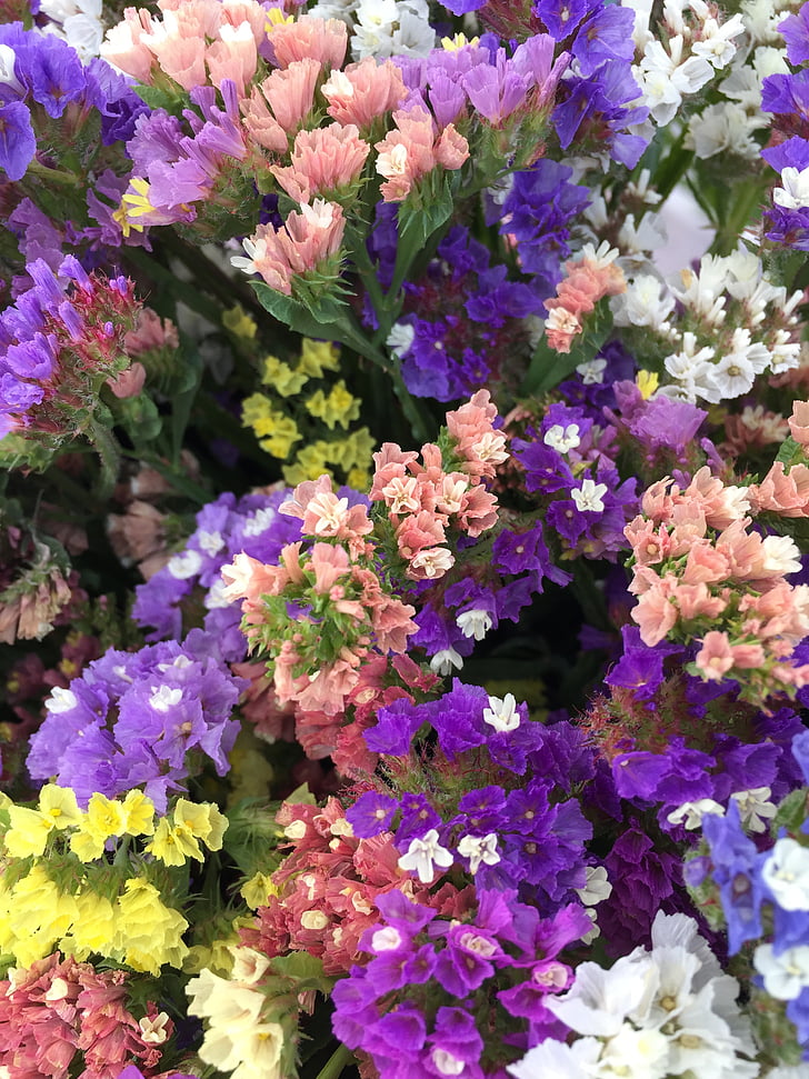 bunga, alam, bunga kering, warna-warni, bounch, karangan bunga