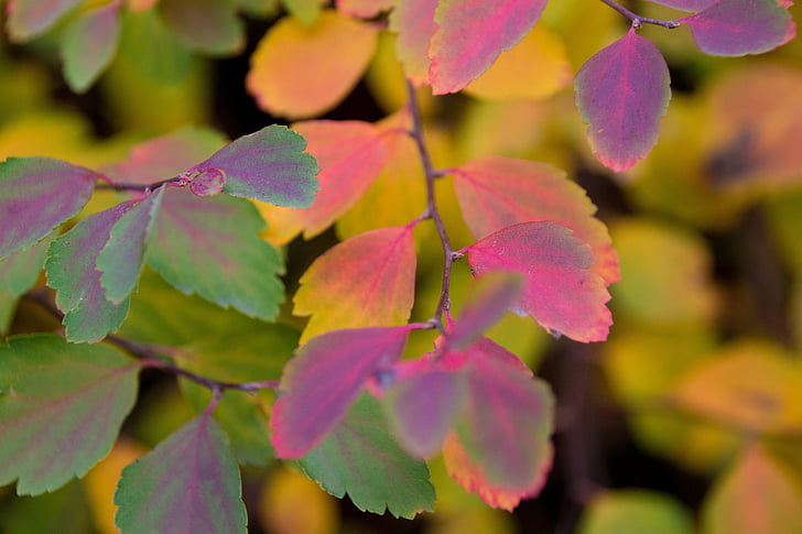 barevné, listy, podzim, barevný podzim, žlutá, listopadu, barevné listí