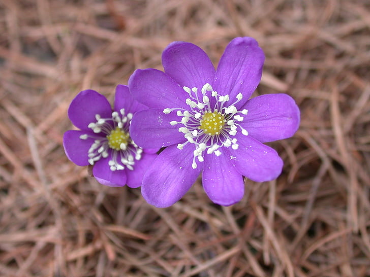 blomst, Mountain, Violet