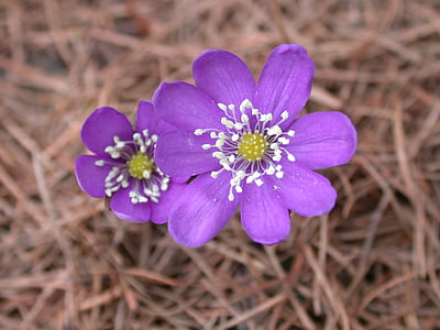 Blume, Berg, violett