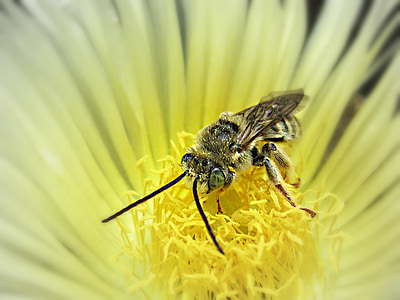 Pszczoła, owad, osy, zwierząt, żółty, błąd, latać