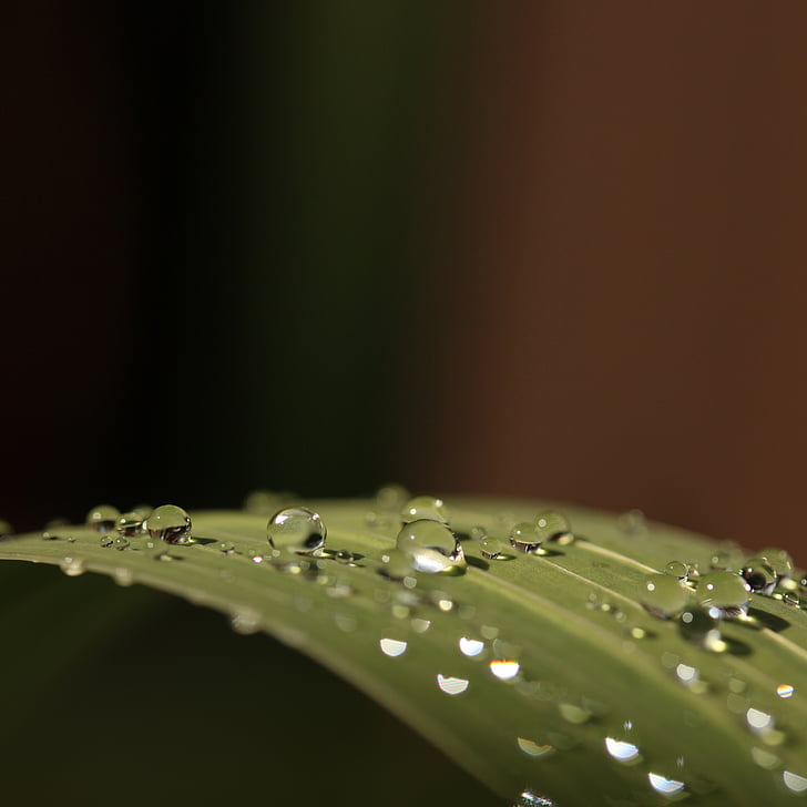 leaf, drops, droplets, macro, raindrops